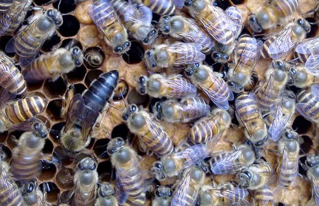 如何快速找蜂王？