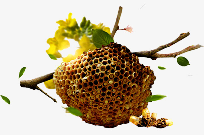 【蜜蜂知識(shí)】蜜蜂如何建造蜂巢？