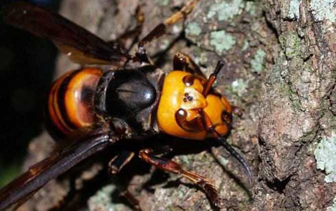 家里有中國(guó)大虎頭蜂象征什么(虎頭蜂做窩的風(fēng)水怎么樣？)