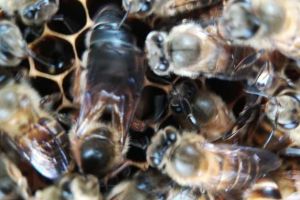 蜜蜂養(yǎng)殖技術及管理要點（如何避免發(fā)生分蜂熱）